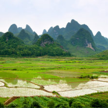 "Rice Field" - China