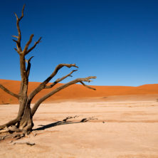 Dead Vlei #01 - Namibia