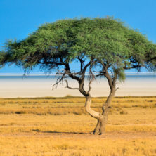 "Etosha Tree" - Namibia